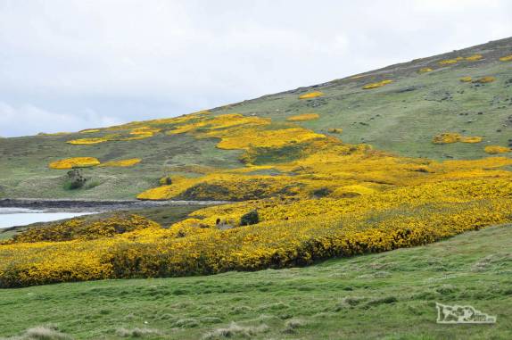 Uma espécie invasora, flores amarelas embelezam a paisagem de Carcass Island, no noroeste das Ilhas Malvinas